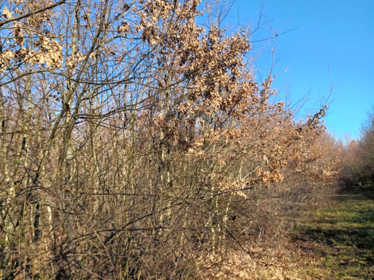 Index image