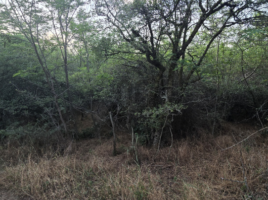 Index image